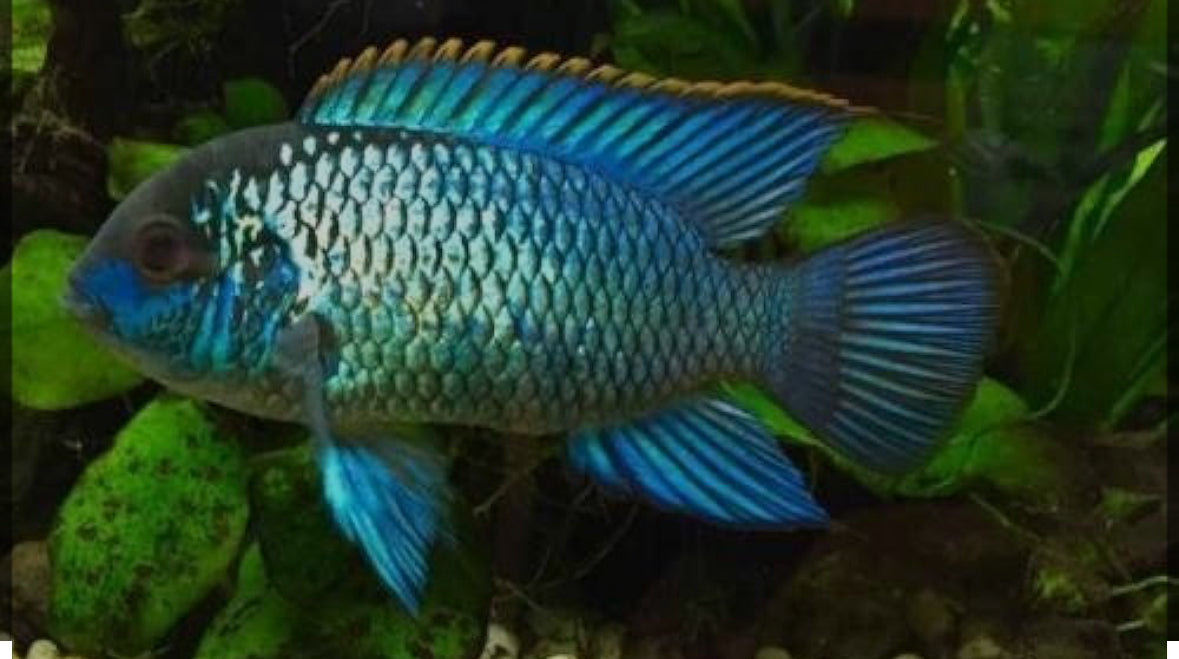Electric Blue Acara