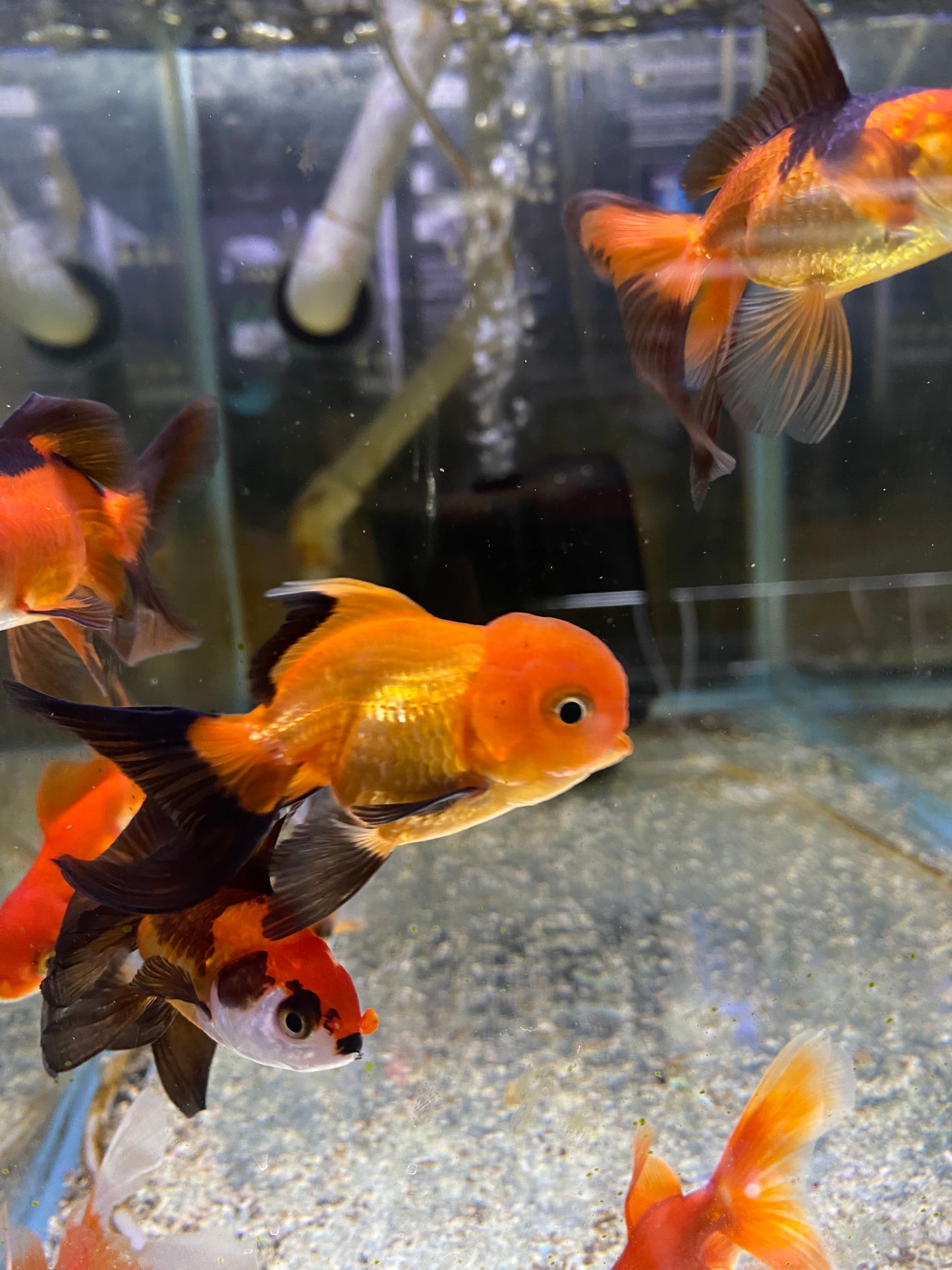 Oranda - multi-color