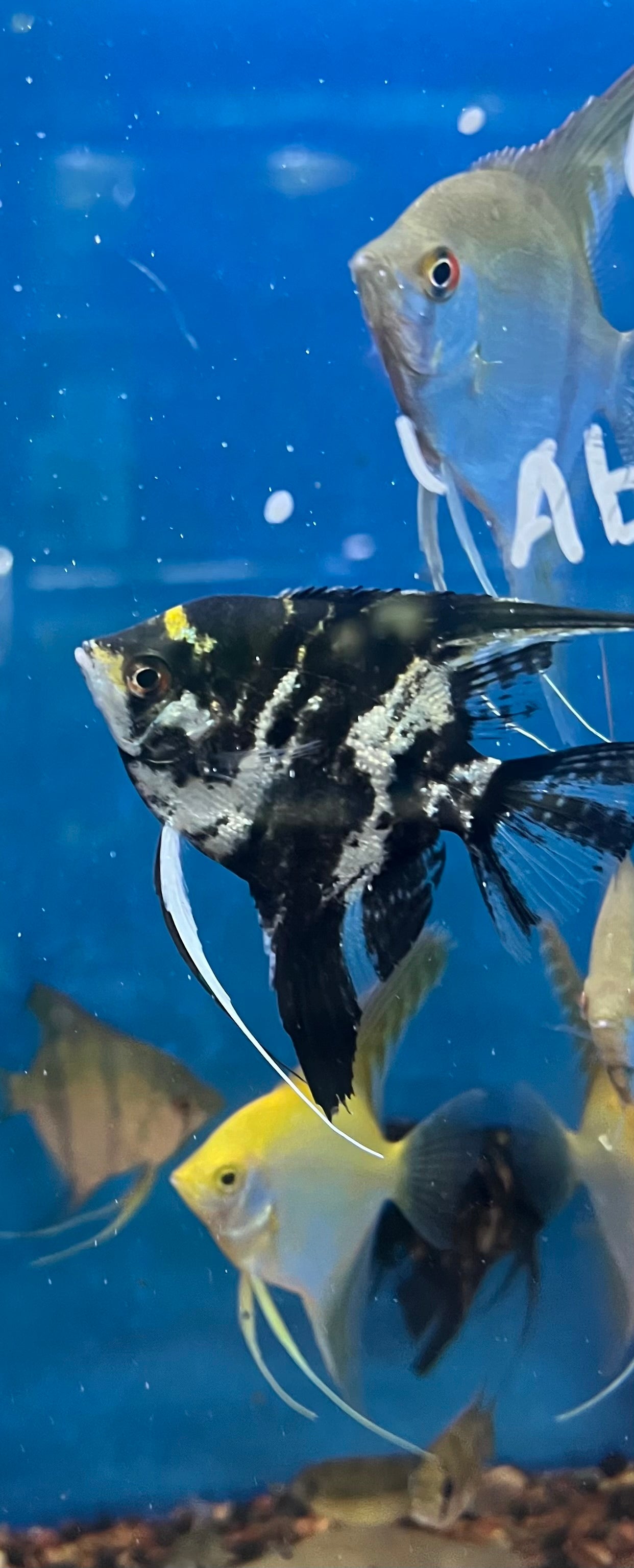 Assorted Angel Fish