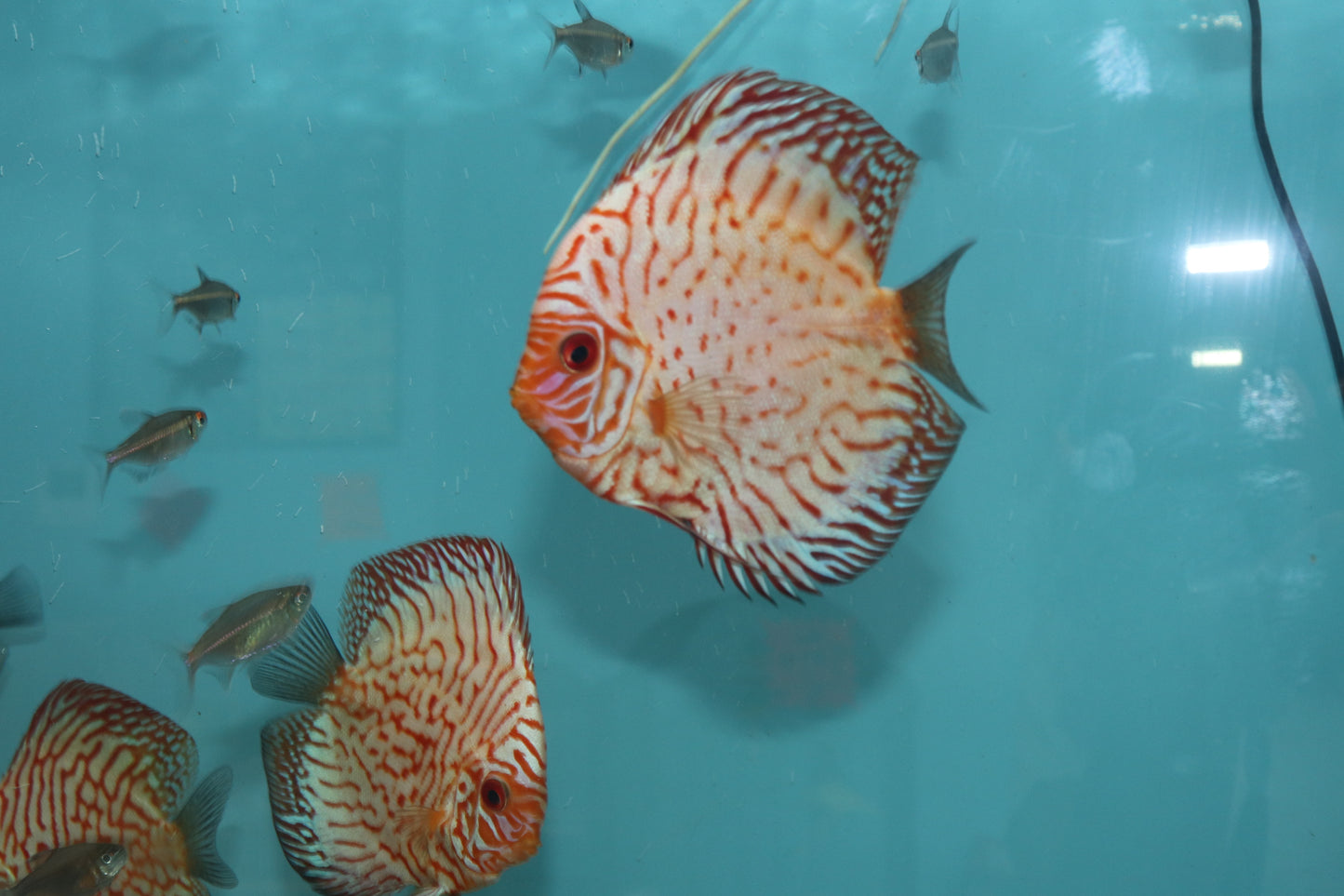 Red Pigeon Discus