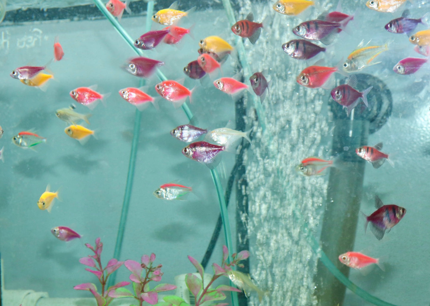 Glo Tetra