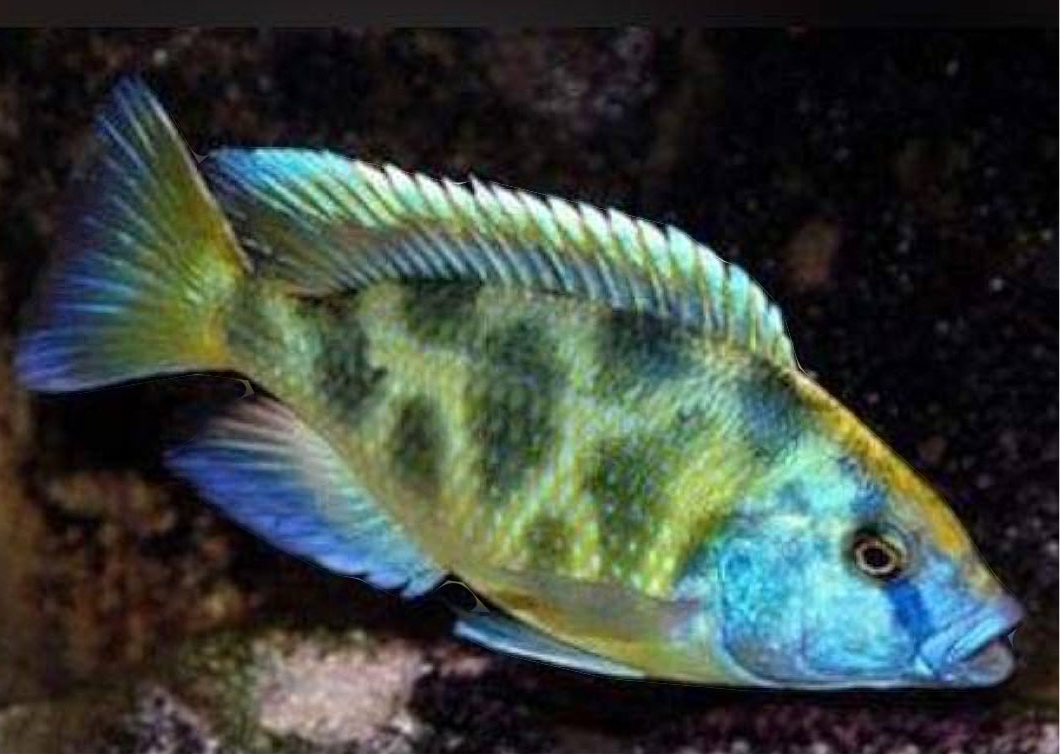 Venustus Hap Cichlid
