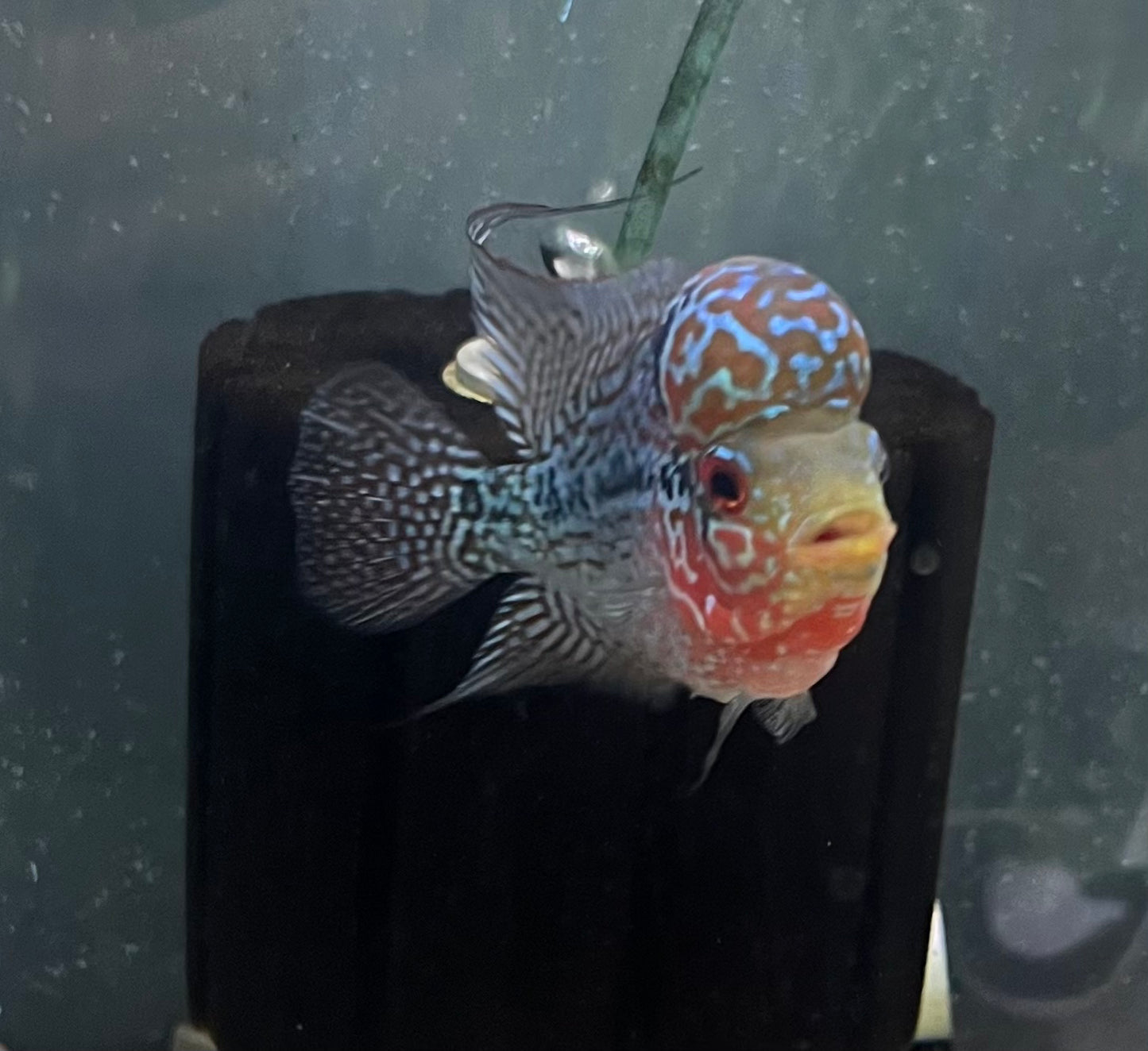 Flower Horn- COLOR MAY VARY