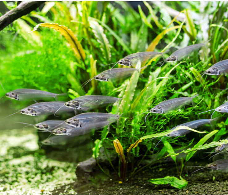 Glass catfish