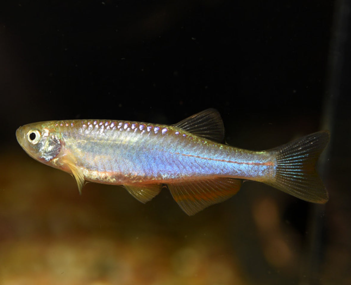 pearl danio