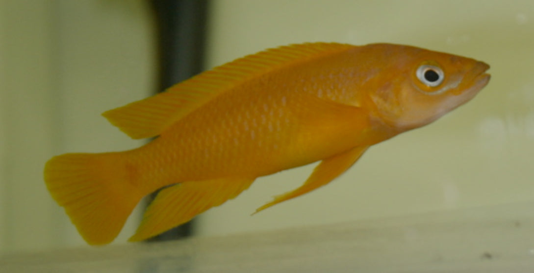 Neolamprologus Lelelupi