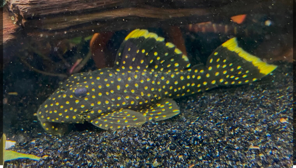 Golden Nugget Pleco