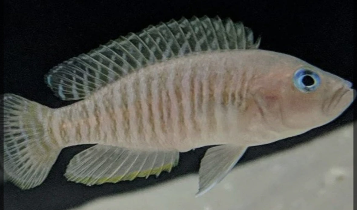 Neolamprologus Multifasciatus
