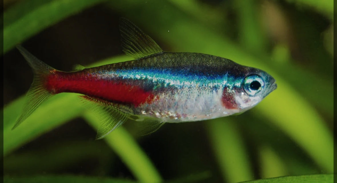 Neon Tetras