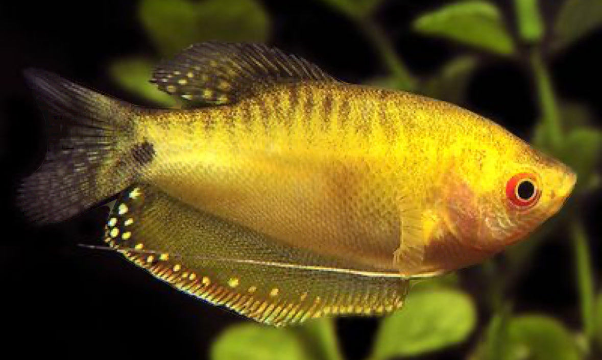 Gourami - Gold
