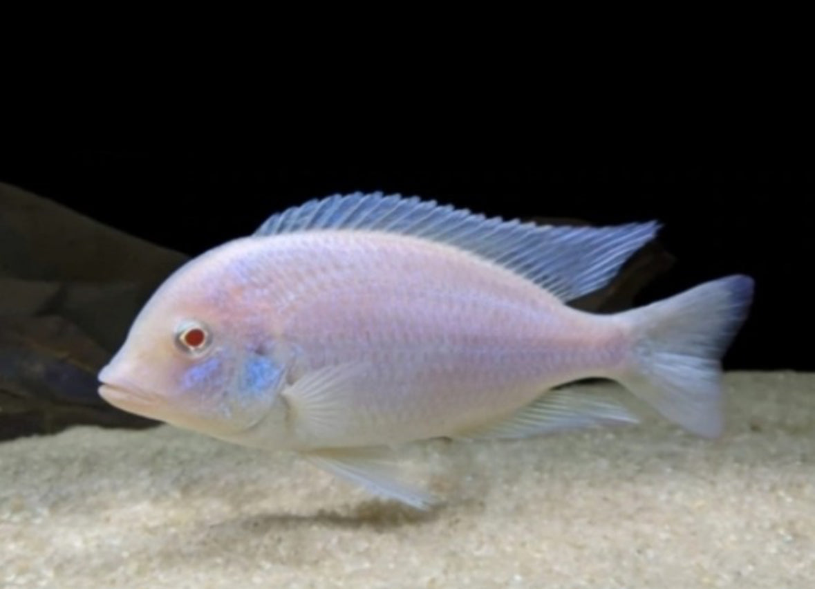 Albino Dolphin Cichlid