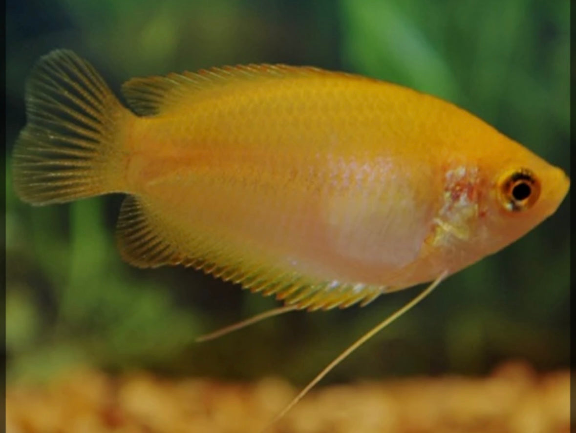 Dwarf Honey Gourami