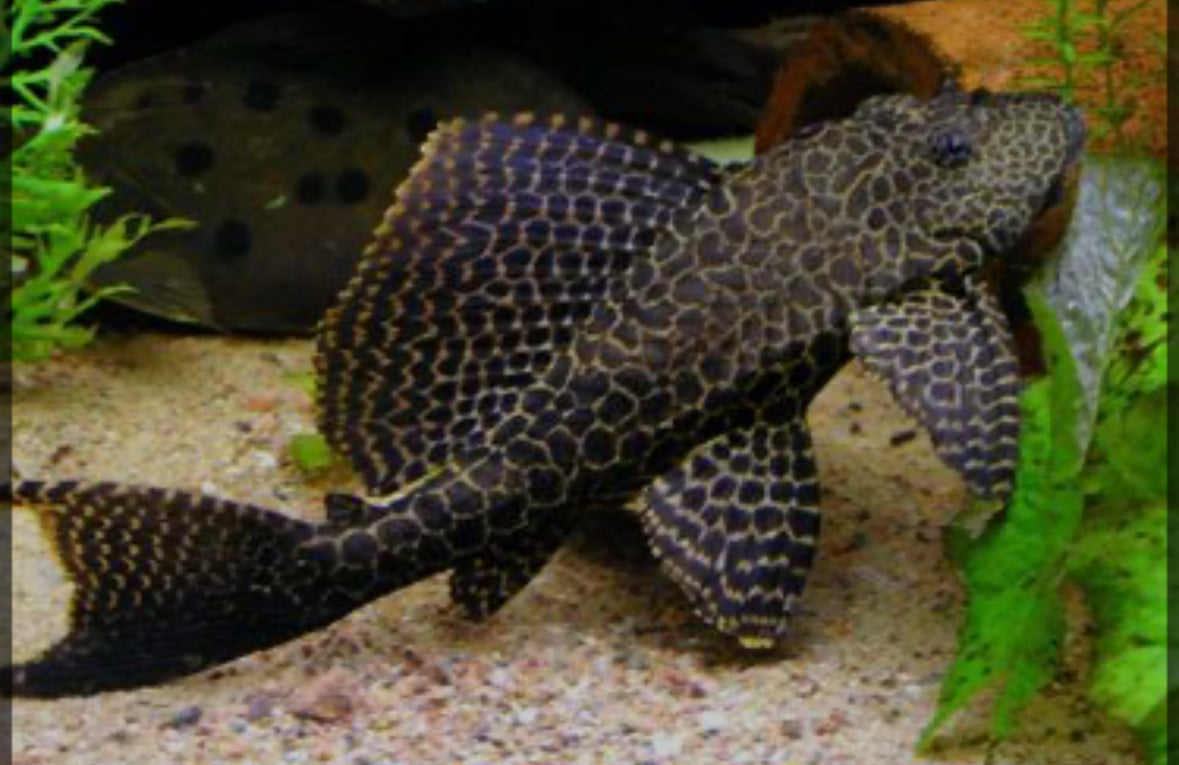 PLECO-Common