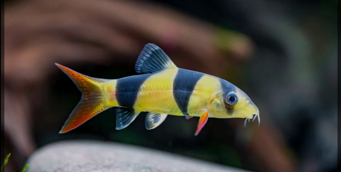 Clown Loach