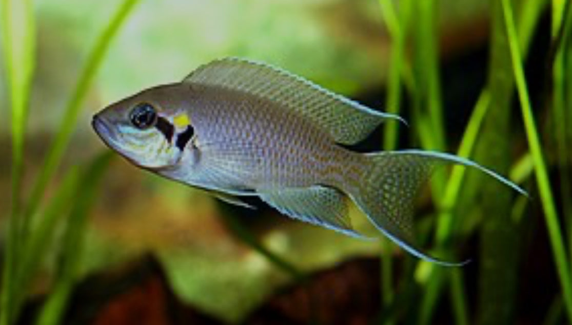 Neolamprologus Brichardi