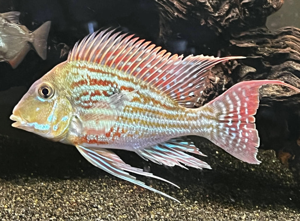 Sveni- Geophagus