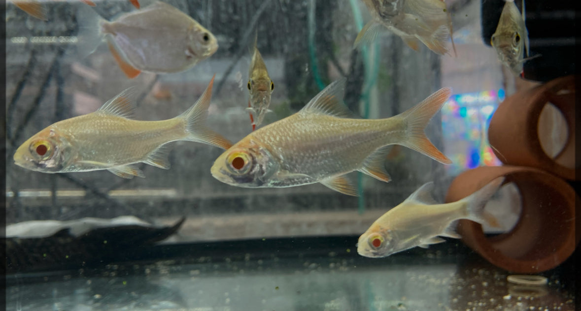 Tin Foil Barb- silver
