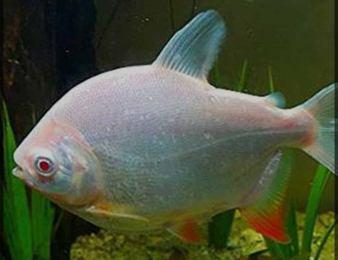Pacu- Albino