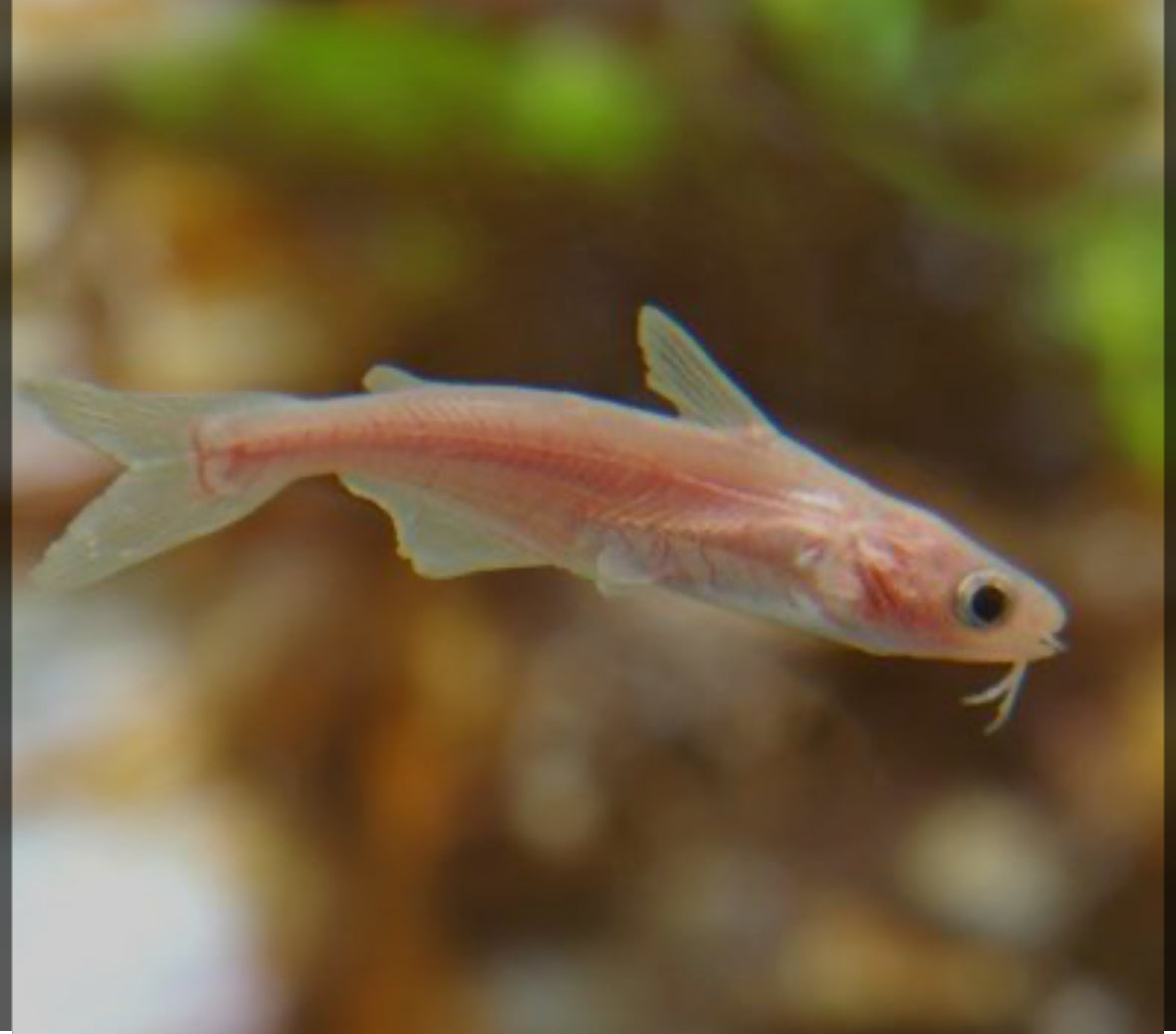 Albino Iridescent Shark