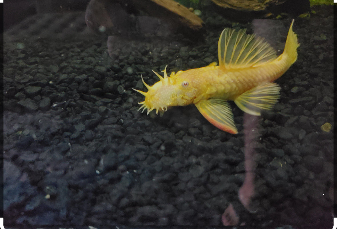 Albino Bristle nose Pleco