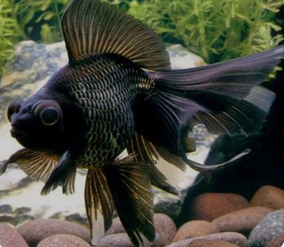 Black Moor Goldfish