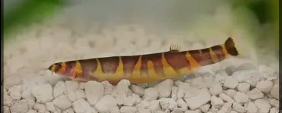 Kuhlil Loach