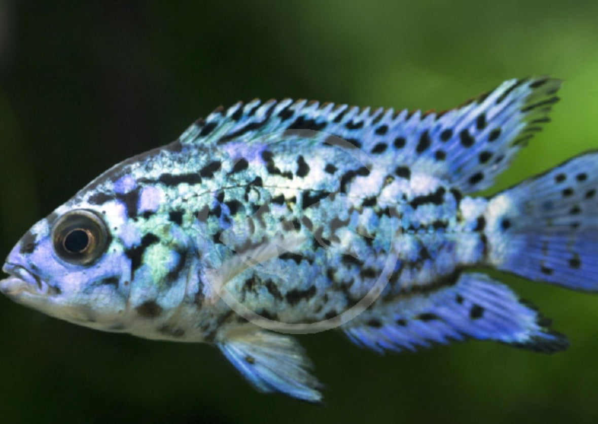 electric blue jack