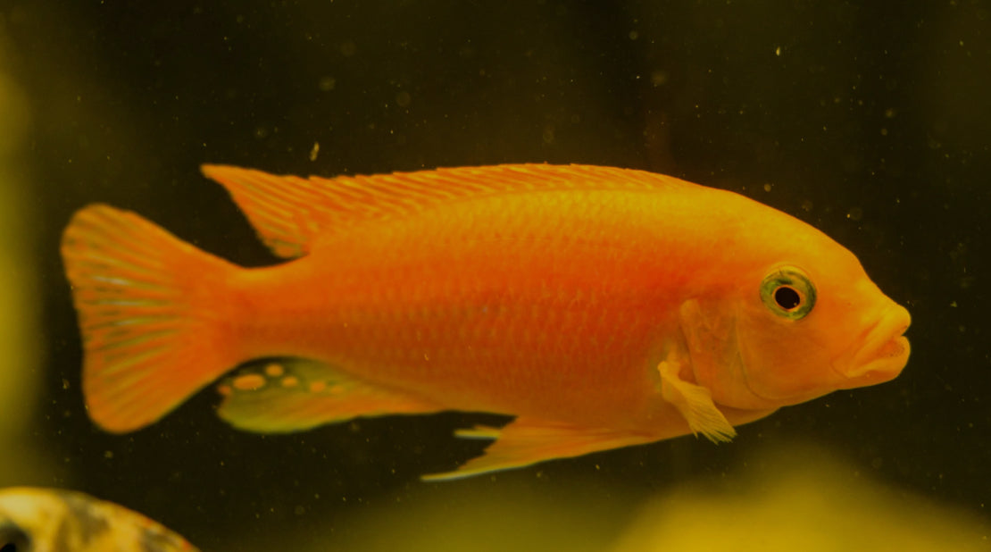 Red Zebra Cichlid- Mbuna