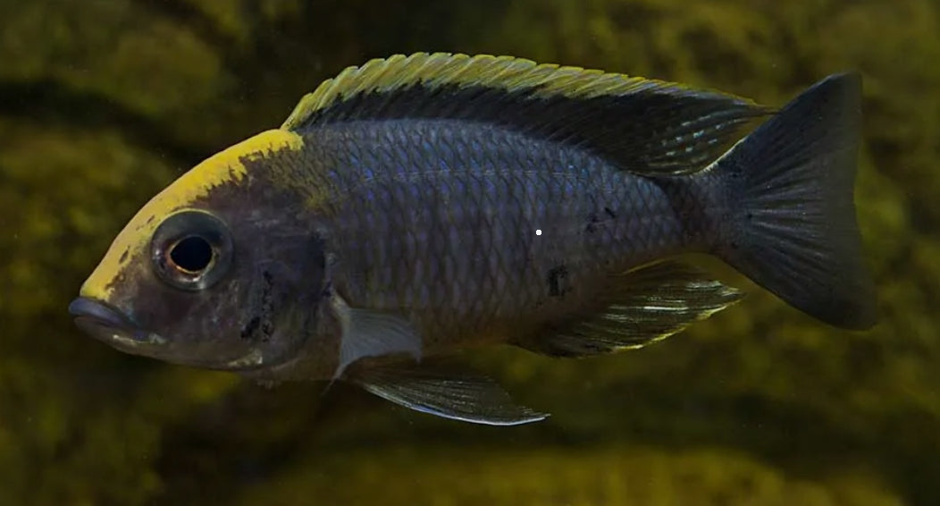 Sulfurhead Aulonocara Peacock Cichlid