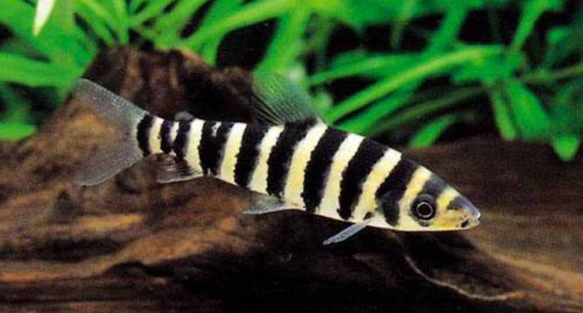 Black Banded Leporinus
