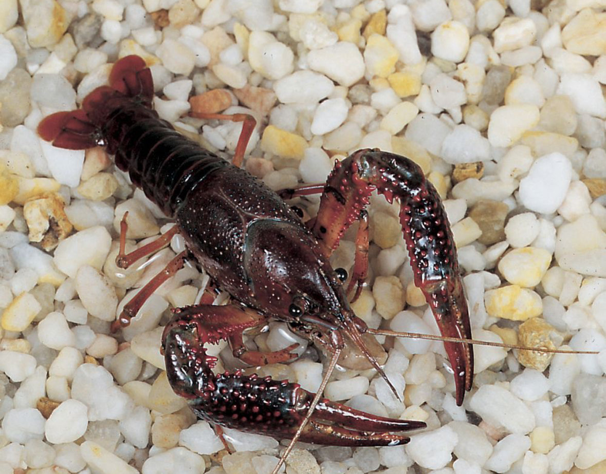 Crayfish - Common