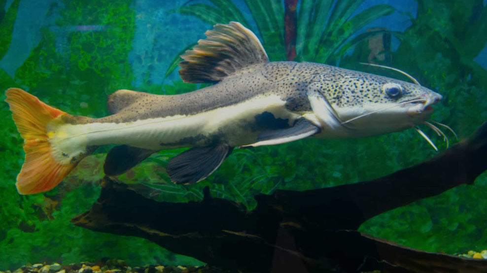 Red Tail Catfish