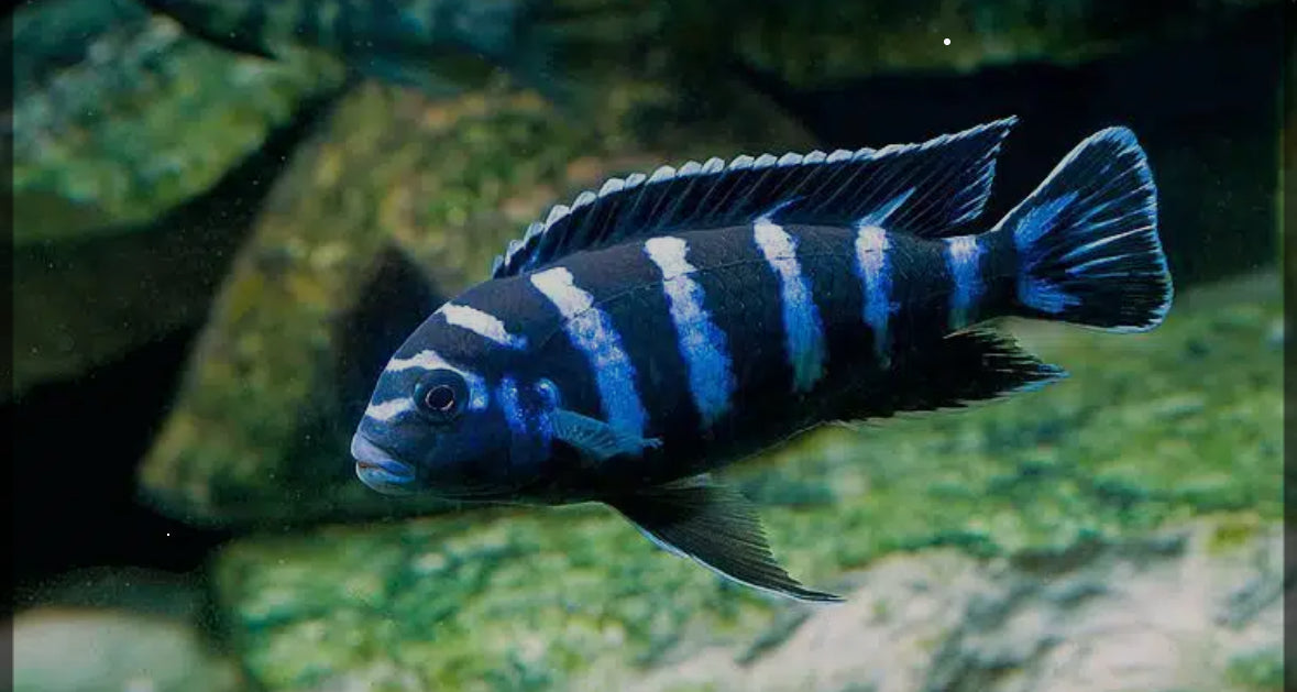 Demasoni- Mbuna Cichlid