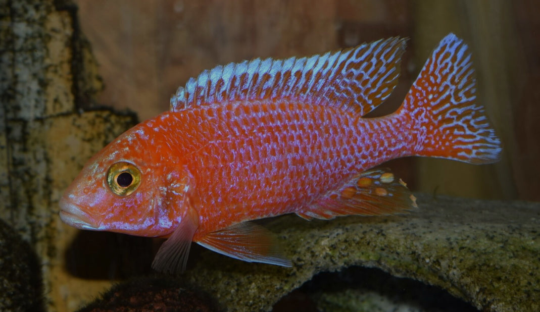 Strawberry Peacock Cichlid