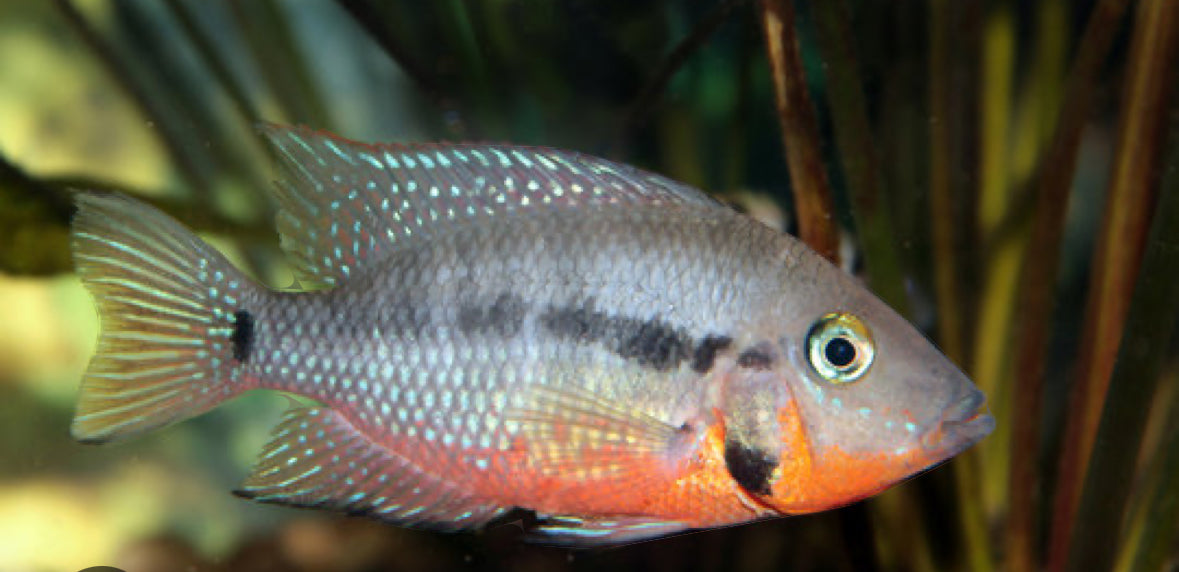 Firemouth Cichlid