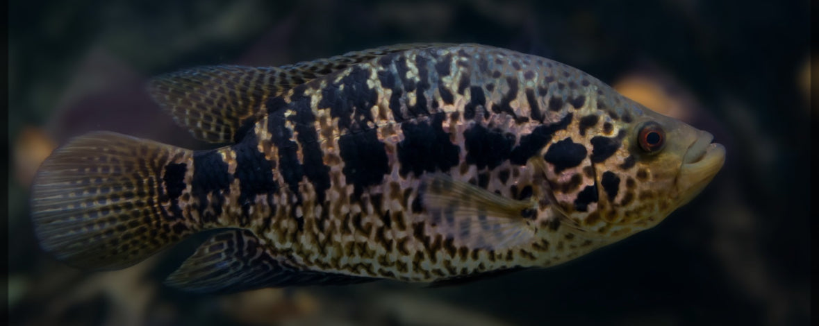 Jaquar Cichlid - Managuense
