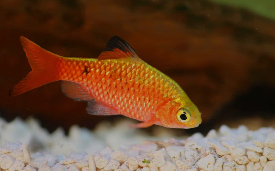 Rosey Barb- Short fin