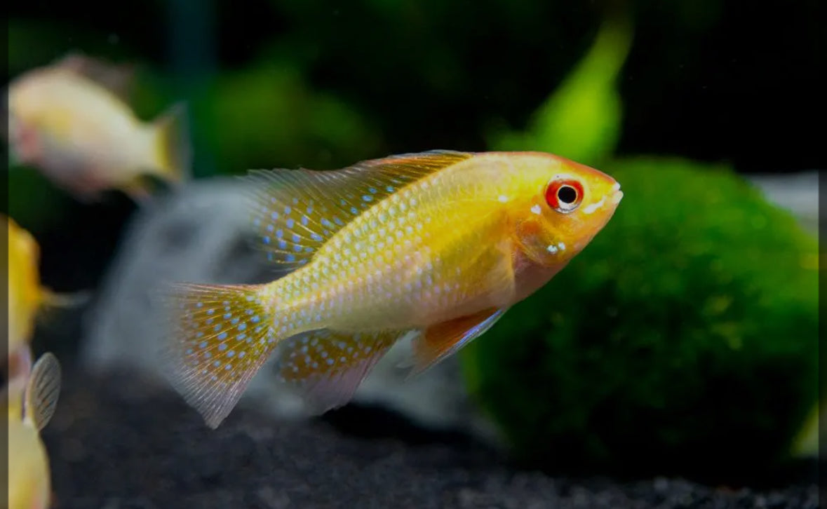 Gold Ram Cichlid