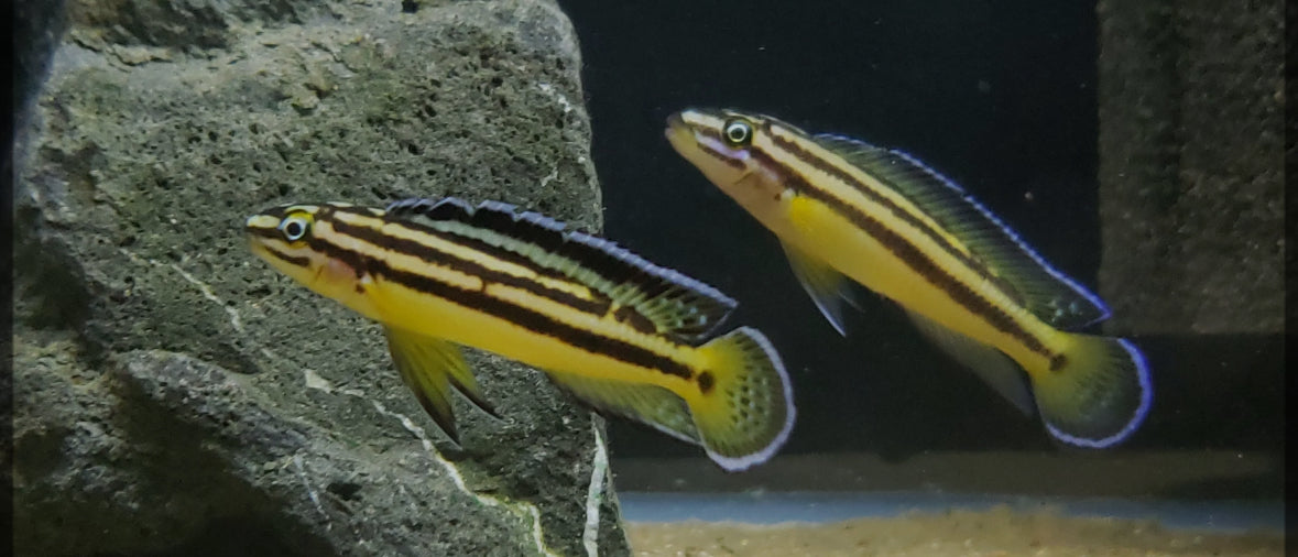 Julidochromis
