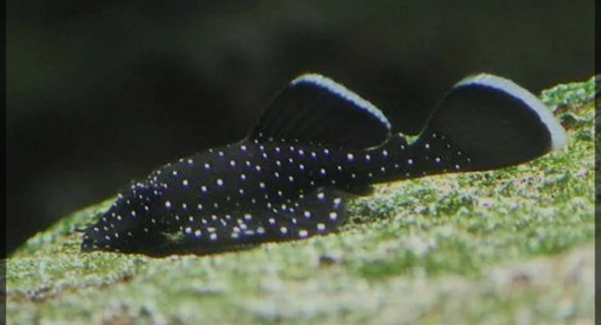 Peppermint Pleco