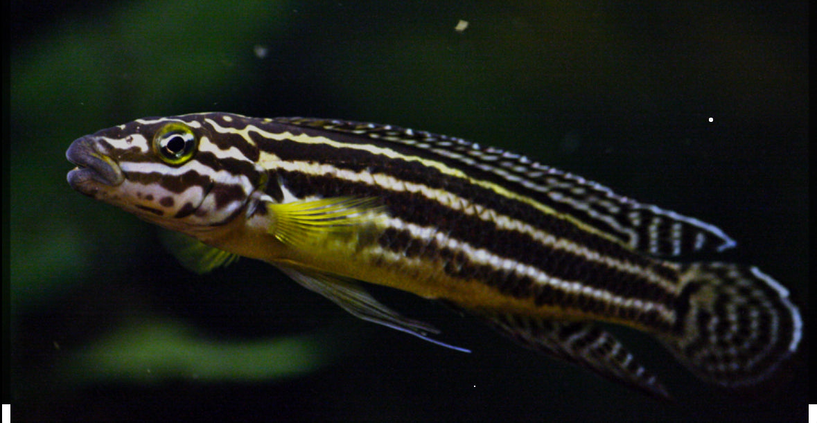 Julidochromis