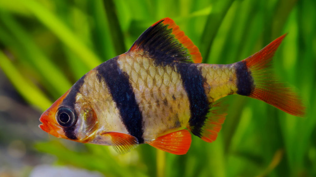 Tiger Barb