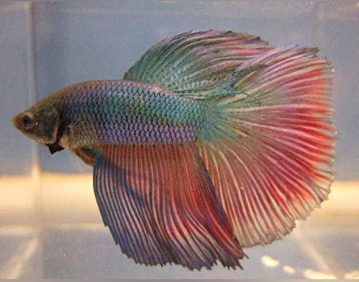 BETTA- COMMON (COLORS MAY VARY)