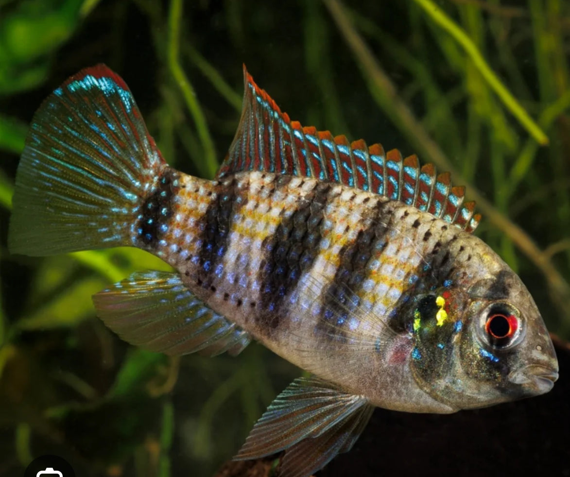 African Butterfly Cichlid