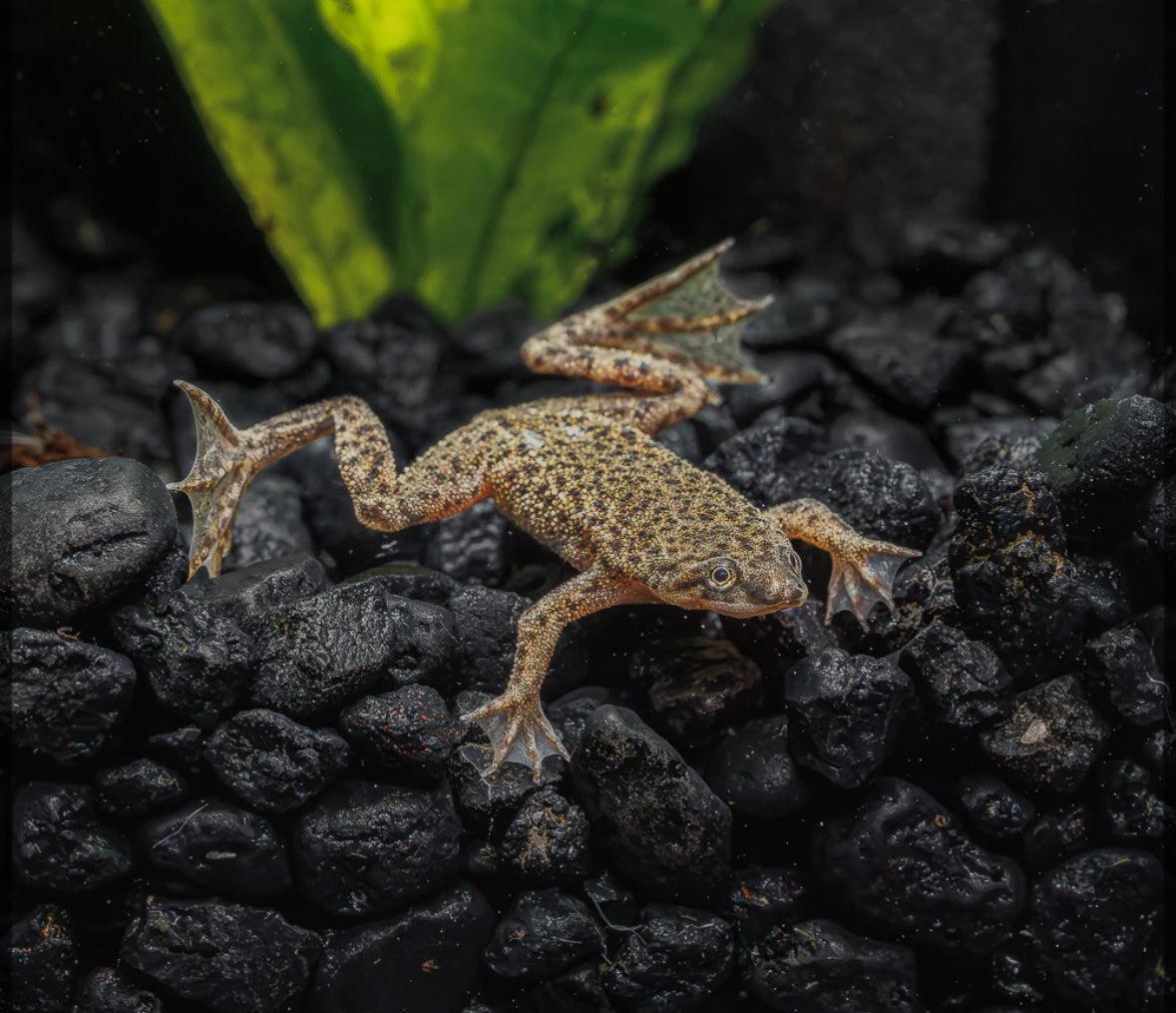 African Dwarf Frog