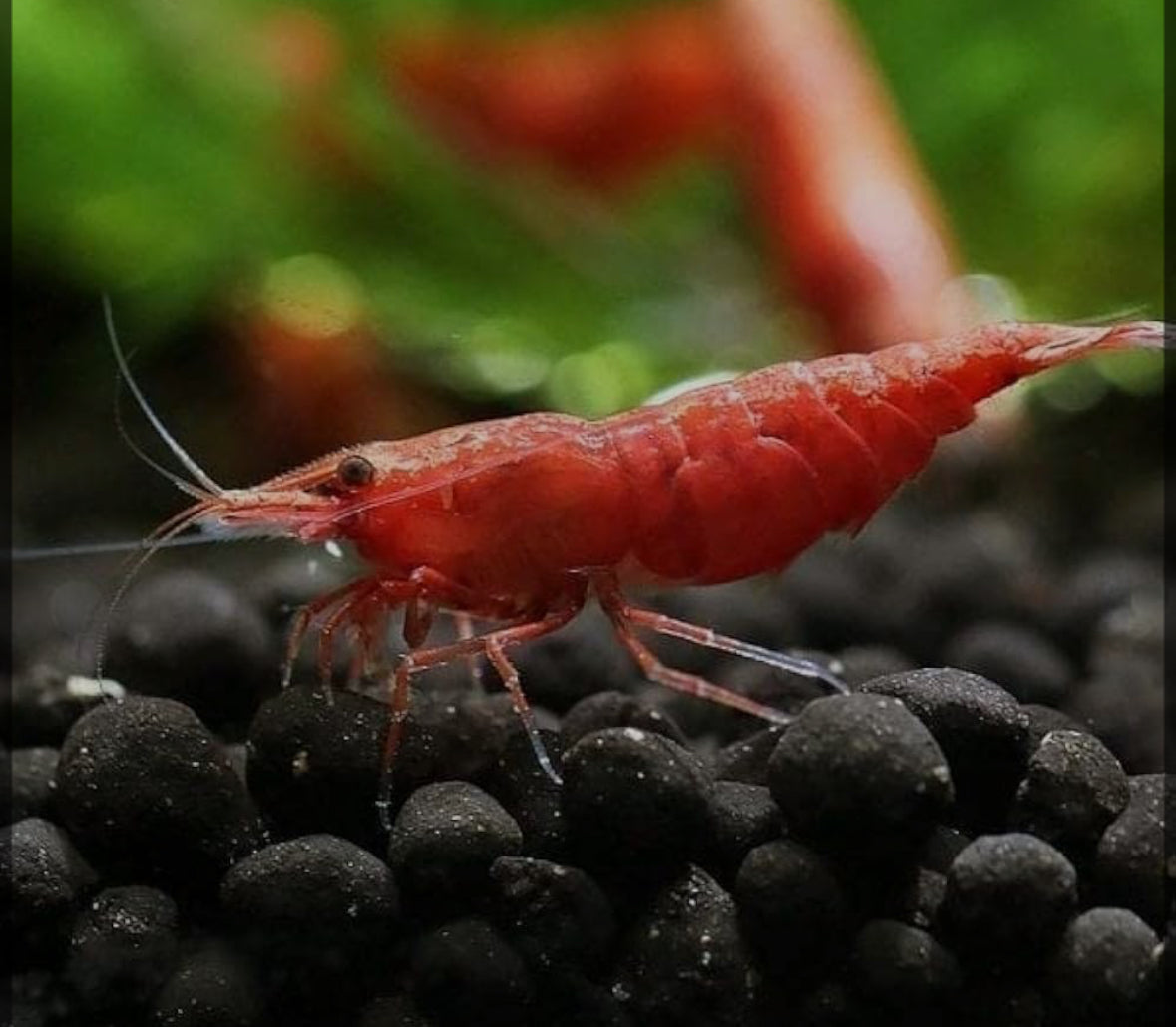 Cherry Shrimp- Neocaridina