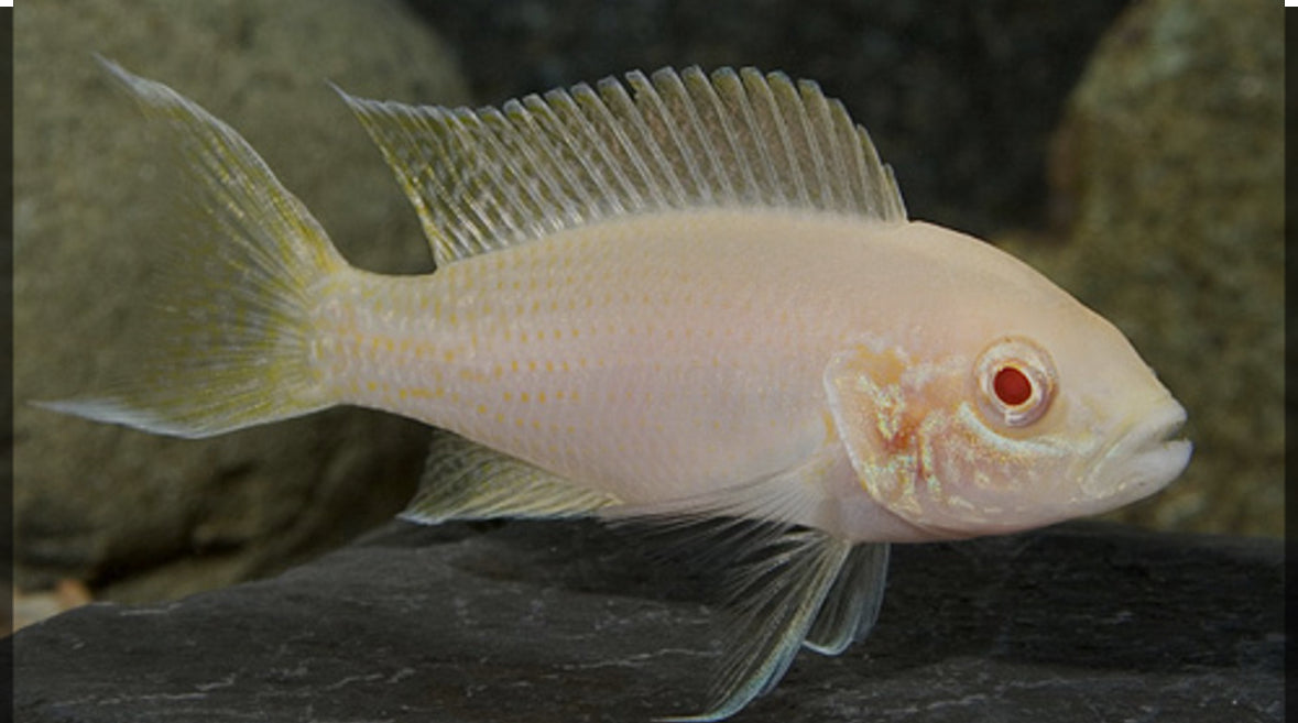 Albino brichardi- Neolamprologus