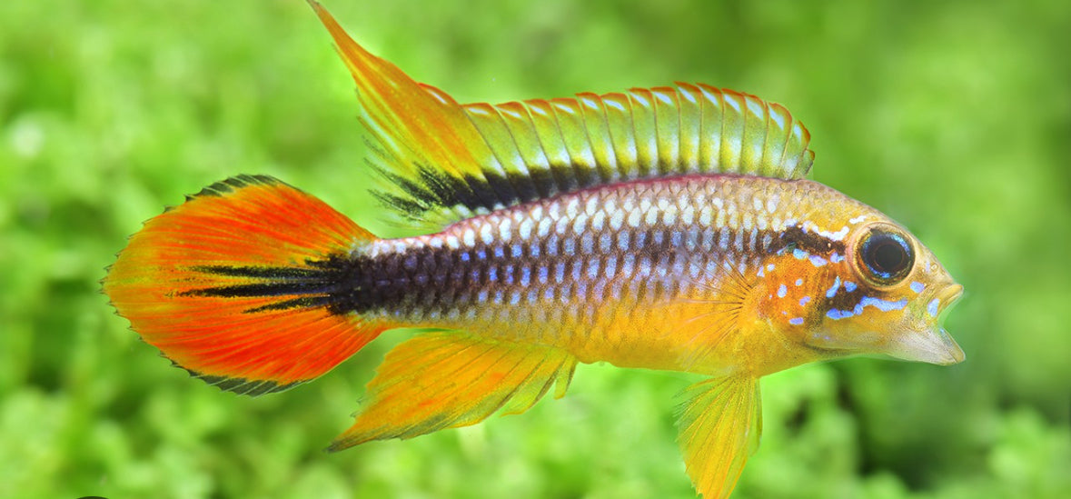 Double Red Agassizzi Apistogramma