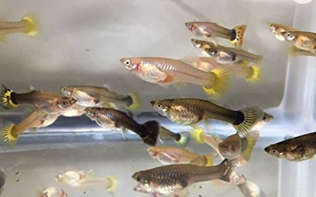 Assorted Guppies- COLORS VARY