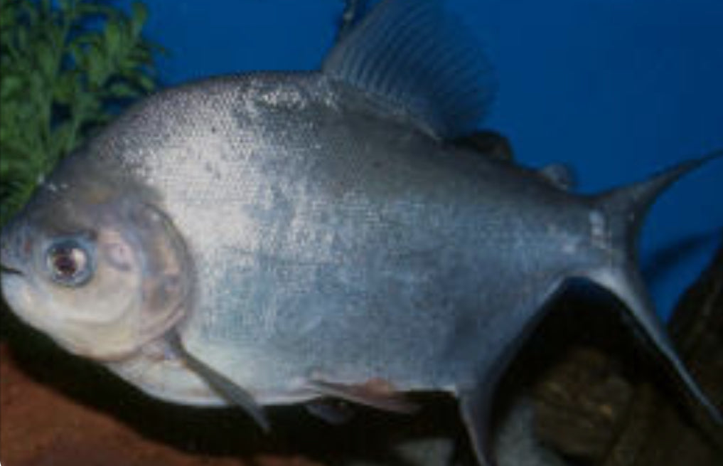 Pacu - Silver